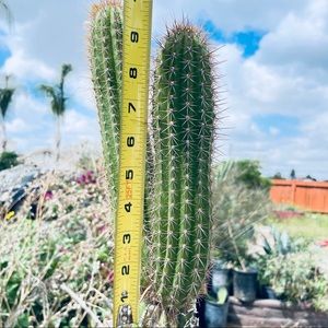 Stenocereus cactus 🌵 natural one piece